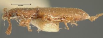 Media type: image;   Entomology 6775 Aspect: habitus lateral view